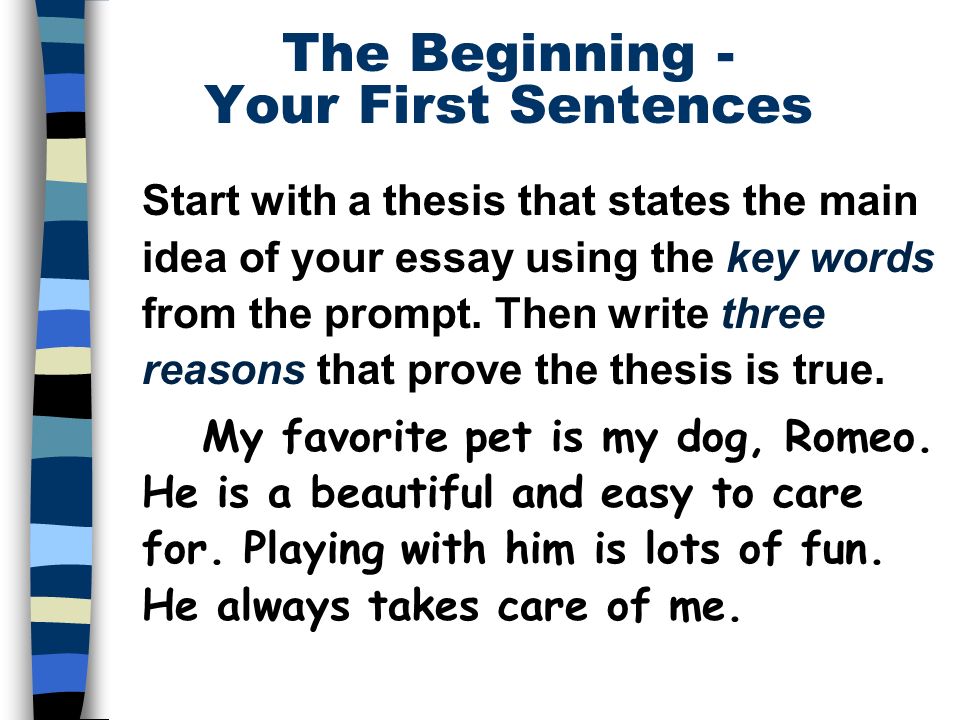 College essay about my dog